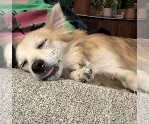 Medium Photo #15 Pomeranian-Unknown Mix Puppy For Sale in Fargo, ND, USA