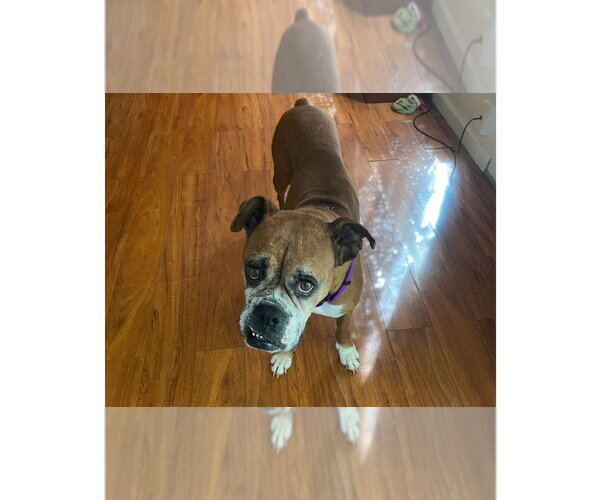 Medium Photo #5 Boxer Puppy For Sale in Austin, TX, USA