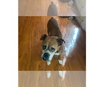 Small #4 Boxer