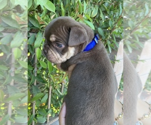 Olde English Bulldogge Puppy for sale in PERRIS, CA, USA