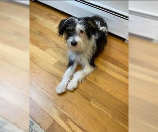 Medium Photo #12 Mutt Puppy For Sale in Cranston, RI, USA