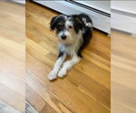 Small #11 Mutt