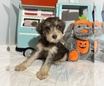 Small #3 Schnoodle (Miniature)
