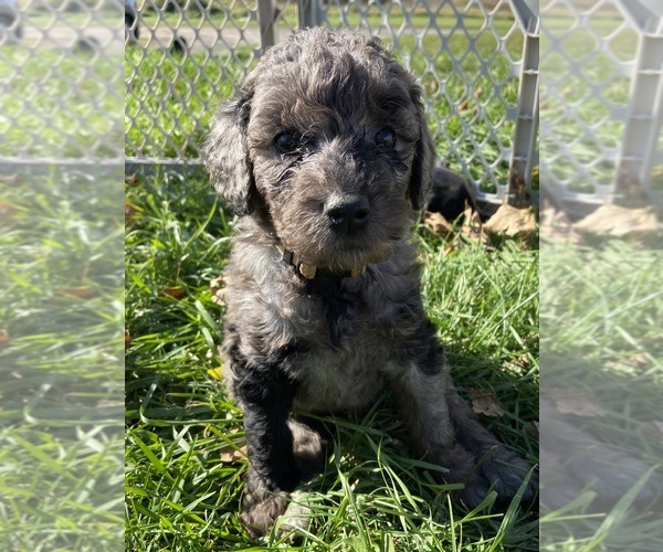 Medium Photo #1 Goldendoodle Puppy For Sale in LUCK, WI, USA