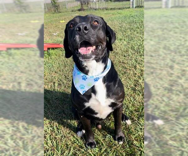 Medium Photo #4 Labrador Retriever-Unknown Mix Puppy For Sale in Rosenberg, TX, USA