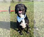 Small #3 Labrador Retriever Mix