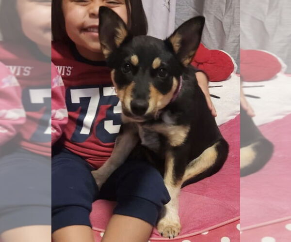 Medium Photo #3 Mutt Puppy For Sale in Littleton, CO, USA