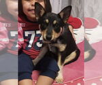 Small #2 Mutt