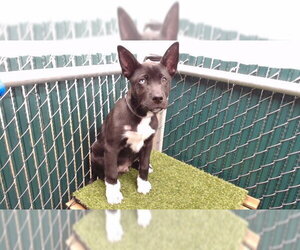 Siberian Husky-Unknown Mix Dogs for adoption in Downey, CA, USA