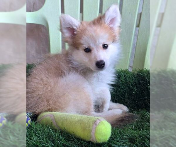 Medium Photo #3 Chiranian Puppy For Sale in Tustin, CA, USA