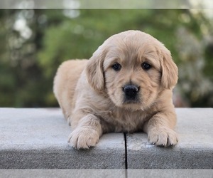 Golden Retriever Puppy for sale in PRINCEVILLE, IL, USA