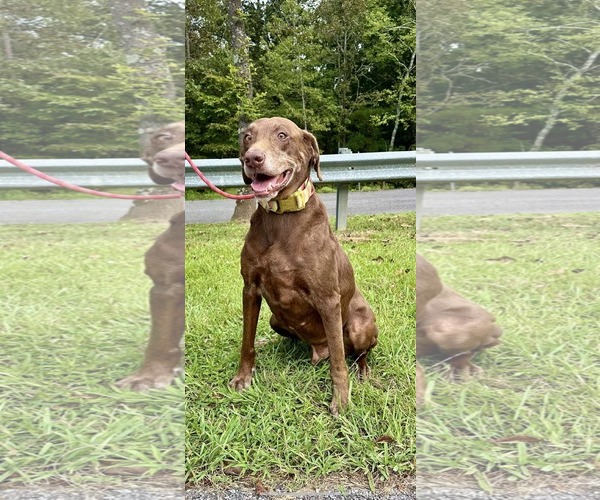 Medium Photo #2 - Mix Puppy For Sale in Stratham, NH, USA