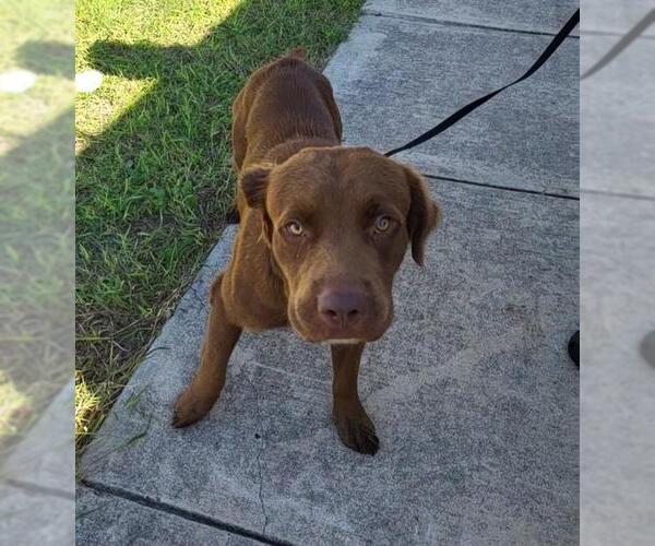 Medium Photo #1 Labrador Retriever Puppy For Sale in San Antonio, TX, USA