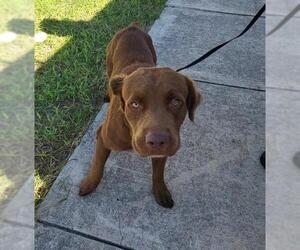 Labrador Retriever Dogs for adoption in San Antonio, TX, USA