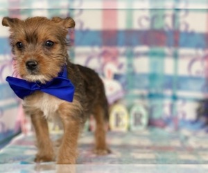 Ratshire Terrier Puppy for sale in LANCASTER, PA, USA