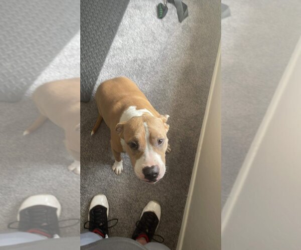 Medium Photo #3 American Pit Bull Terrier Puppy For Sale in Chandler, AZ, USA