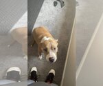 Small #2 American Pit Bull Terrier