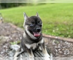 Small #19 Alaskan Klee Kai-Pomsky Mix