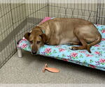 Small #4 Chesapeake Bay Retriever Mix