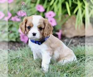 Cavalier King Charles Spaniel Puppy for sale in CHRISTIANA, PA, USA