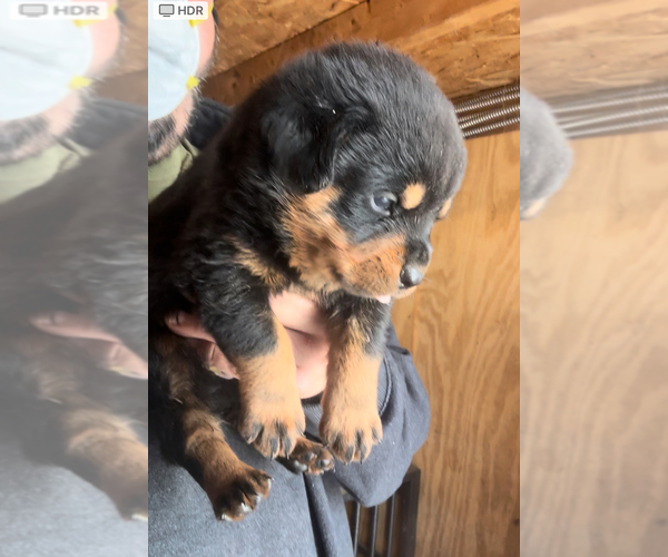 Medium Photo #1 Rottweiler Puppy For Sale in WALLINGFORD, CT, USA
