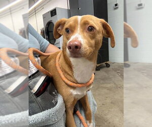 Chihuahua Dogs for adoption in Pasadena, TX, USA