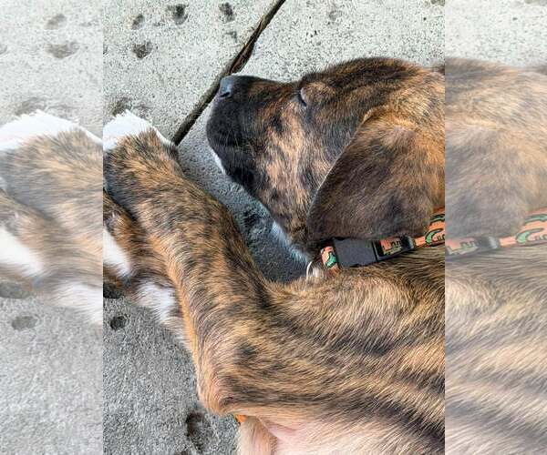 Medium Photo #3 Mutt Puppy For Sale in Mount Pleasant, SC, USA