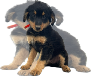 Neapolitan Mastiff Puppy for sale in LANCASTER, PA, USA
