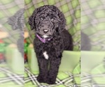 Small #1 Labradoodle mix (+ Poodle Standard)