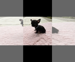 Chihuahua Puppy for sale in CRAFTON, PA, USA