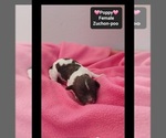 Small #2 Poodle (Toy)-Zuchon Mix