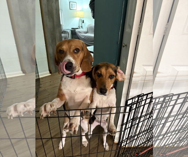 Medium Photo #2 Beagle Puppy For Sale in Tampa, FL, USA