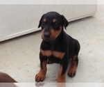 Small Photo #1 Doberman Pinscher Puppy For Sale in Littlerock, CA, USA