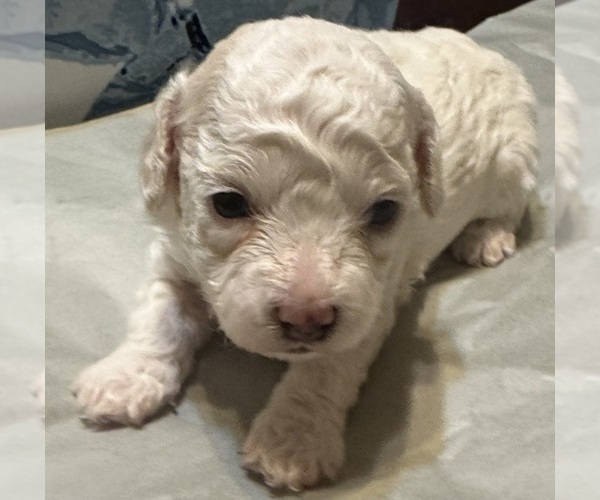 Medium Photo #2 Bichpoo mix (+ Bichon Frise) Puppy For Sale in SAN ANTONIO, TX, USA
