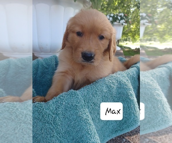Medium Photo #2 Golden Retriever Puppy For Sale in STANLEY, WI, USA