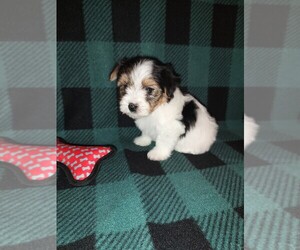 Morkie Puppy for sale in LAPEER, MI, USA