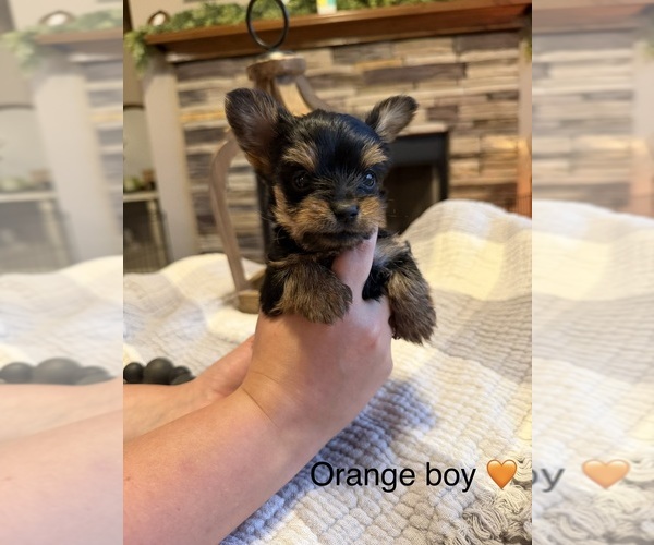 Medium Photo #7 Yorkipoo Puppy For Sale in FOREST CITY, NC, USA