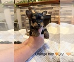 Small #6 Yorkipoo