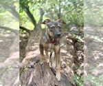 Small #19 American Pit Bull Terrier-Labrador Retriever Mix