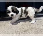 Small Photo #2 Saint Bernard Puppy For Sale in RANCHO DOMINGUEZ, CA, USA