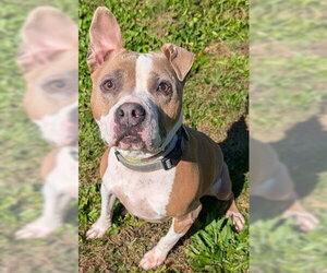Mutt Dogs for adoption in Akron, OH, USA