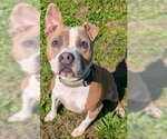 BUBBA - Male Mutt Dog for Adoption - Small photo