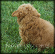 Small Photo #3 Poodle (Miniature) Puppy For Sale in COPPOCK, IA, USA