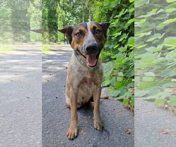 Medium Photo #1 Mutt Puppy For Sale in Clarkesville, GA, USA