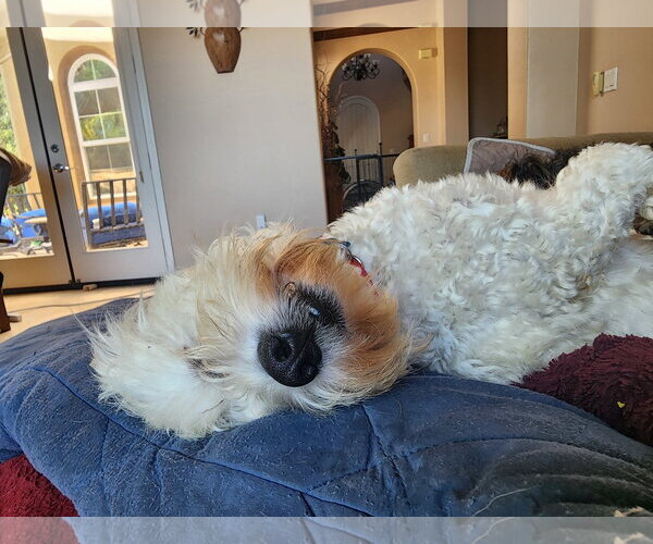 Medium Photo #11 Maltese-Unknown Mix Puppy For Sale in Escondido, CA, USA