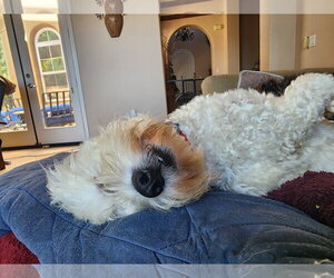 Pippin - Male Maltese-Unknown Mix Dog for Adoption - Photo #11