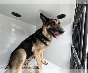 German Shepherd Dog Dogs for adoption in Houston, TX, USA