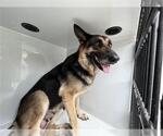 Small German Shepherd Dog