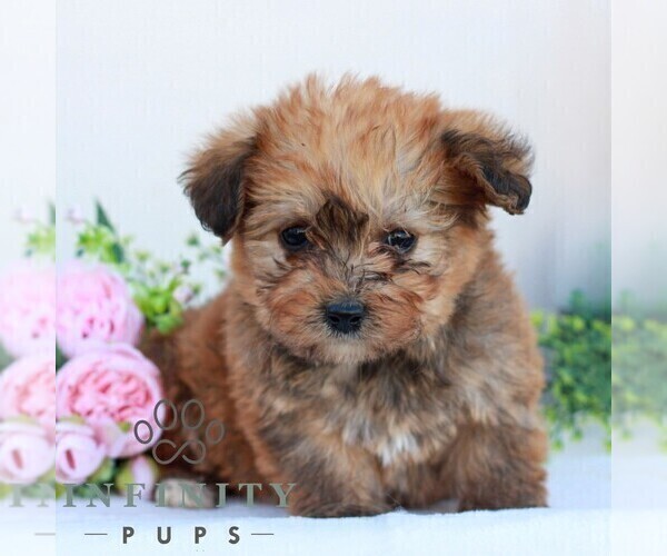 Medium Photo #1 Corgipoo Puppy For Sale in LANCASTER, PA, USA