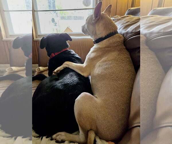 Medium Photo #4 Mutt Puppy For Sale in Maryville, TN, USA